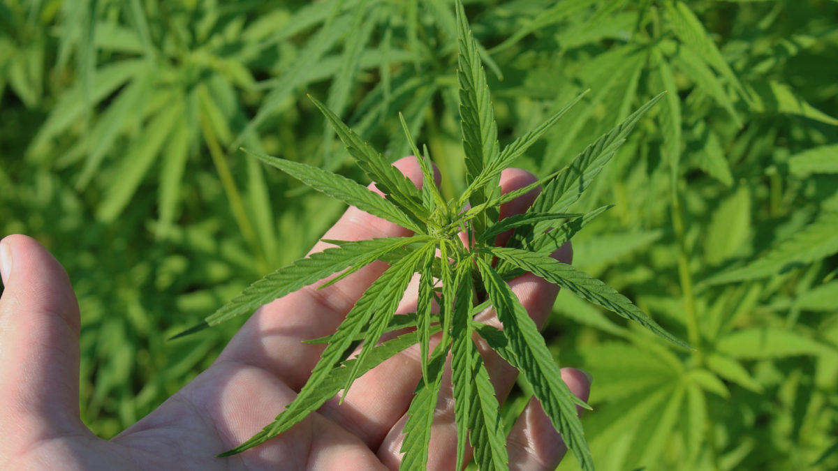 Est-ce légal de planter des graines de cannabis chez soi ?